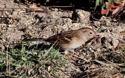 Field Sparrow