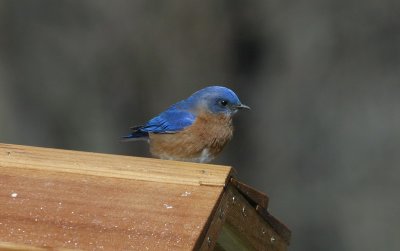 Agressive Bluebird