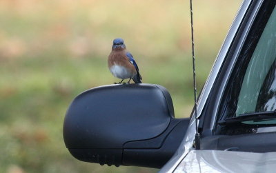 Nov 21st - Expression says, Make My Day! He has a tiny shoulder holster just under his left wing.