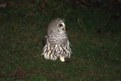 Barred Owl Visits