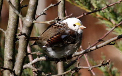 Leucistic White-throated Sparrow