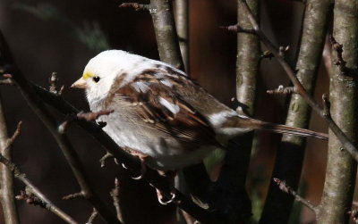 White-throated Sparrow_2