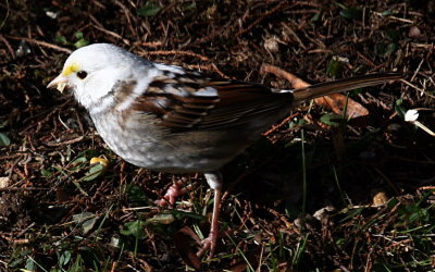 White-throated Sparrow_3