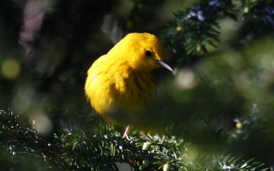 Yellow Warbler - male - looking for insects