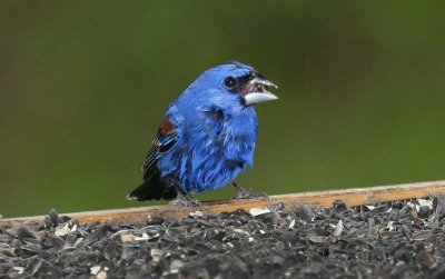 Male Blue Grosbeak - Getting out of the rain