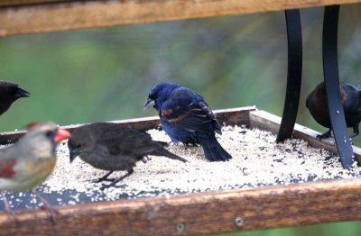 Blue Grosbeak - male