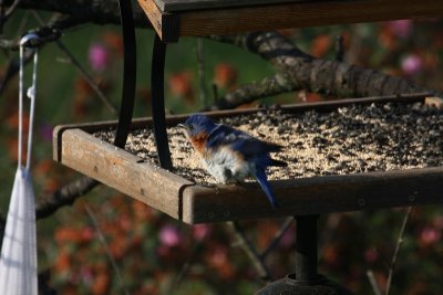 Eastern Bluebird Getting Rid of an Itch