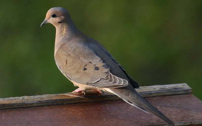  Mourning Dove - A Resident