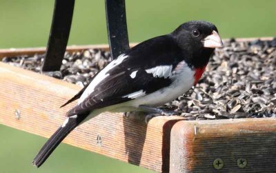  Rose-breasted Grosbeak - Just Passing Through