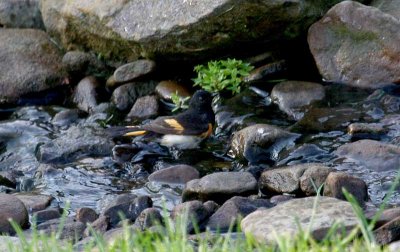American Redstart - male - Bathing