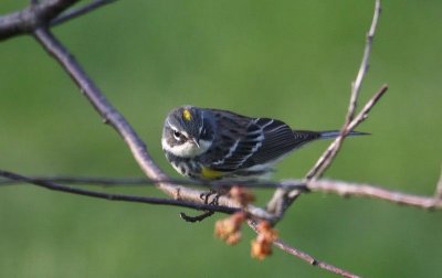  Yellow-rumped Warbler - Passing Through