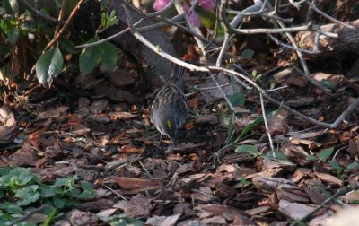 The Male Then Picks Another Feather From the Ground