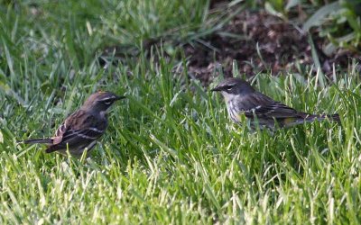 Both Birds Fly Down into the Grass