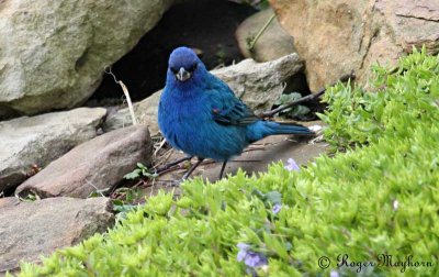 Male Indigo Bunting Coming to the Stream