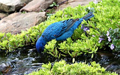 Male Indigo Bunting Having a Drink