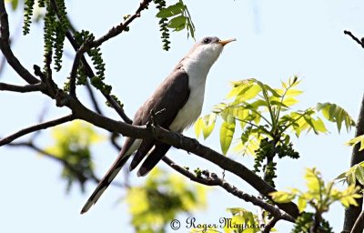 Yellow-billed Cuckoo Makes an Appearance