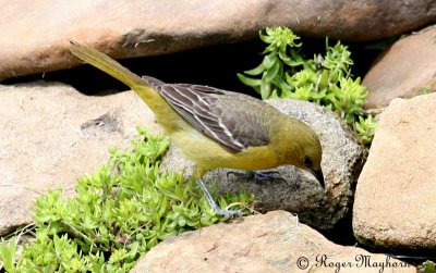 A Female Orchard Oriole Coming For a Drink