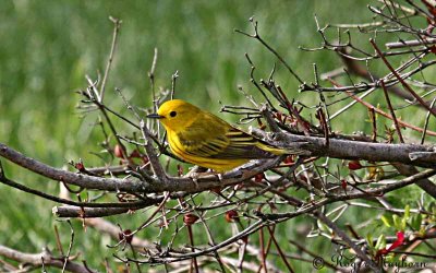 A Male Yellow Warbler Looking Over the Area