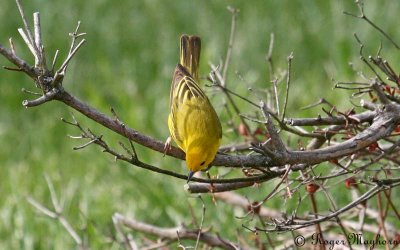 Male Yellow Warbler Finding a Spot in the Stream