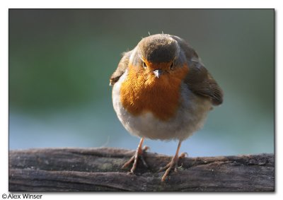Robin