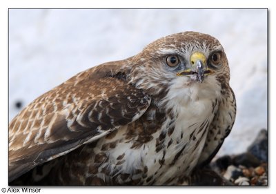 Buzzard