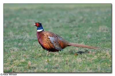 Pheasant