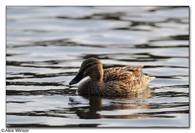 Mallard