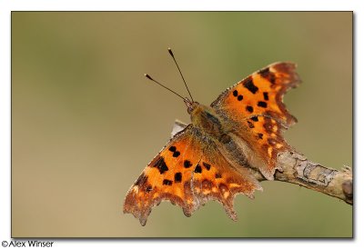 Comma