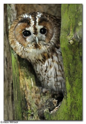 Tawny Owl