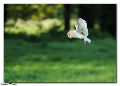 Barn Owl