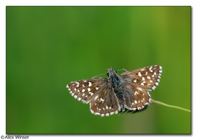 Grizzled Skipper