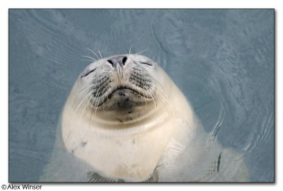 Seal