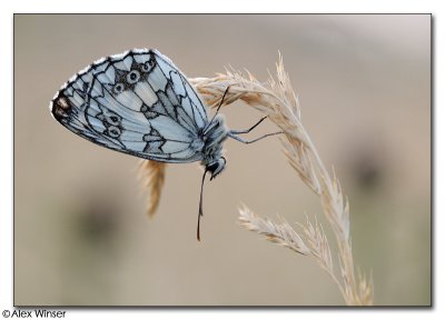 Marbled White