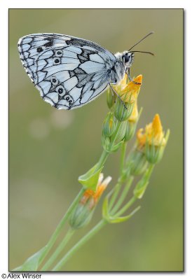 Marbled White