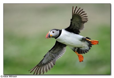 Puffin