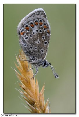 Common Blue