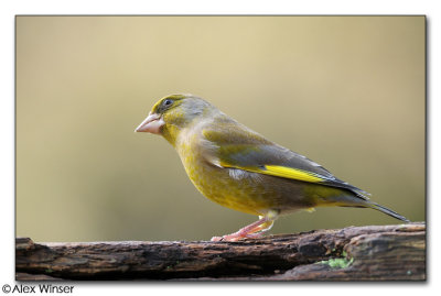 Greenfinch