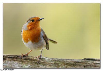 Robin