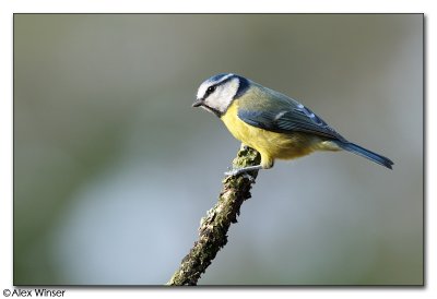 Blue Tit