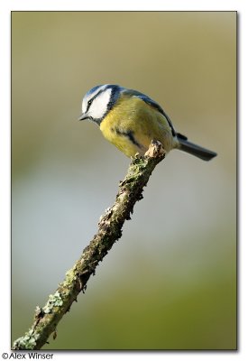 Blue Tit