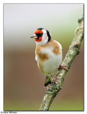 Goldfinch