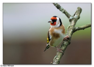 Goldfinch