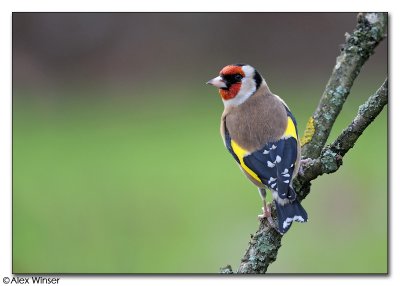 Goldfinch