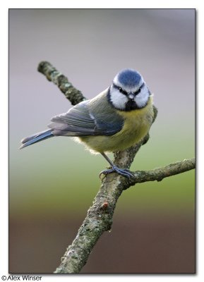 Blue Tit