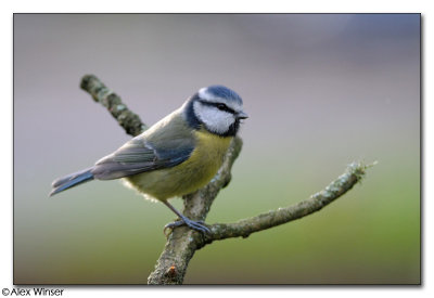 Blue Tit