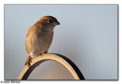 House Sparrow