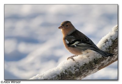 Chaffinch