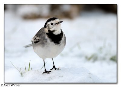 Pied Wagtail