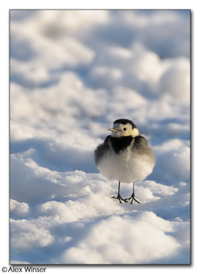 Pied Wagtail