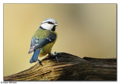 BlueTit